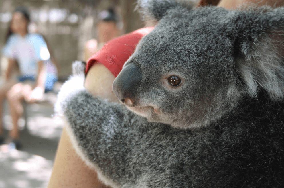 australie koala oostkust hoogtepunten