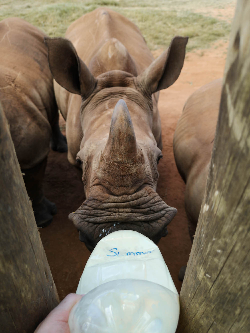 baby neushoorn care for wild rhino sanctuary