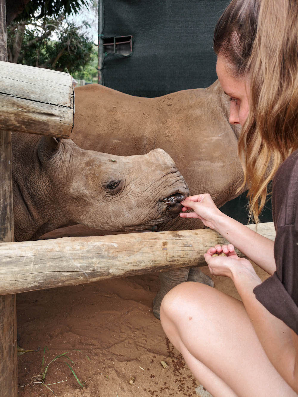 baby neushoorn bij care for wild rhino sanctuary