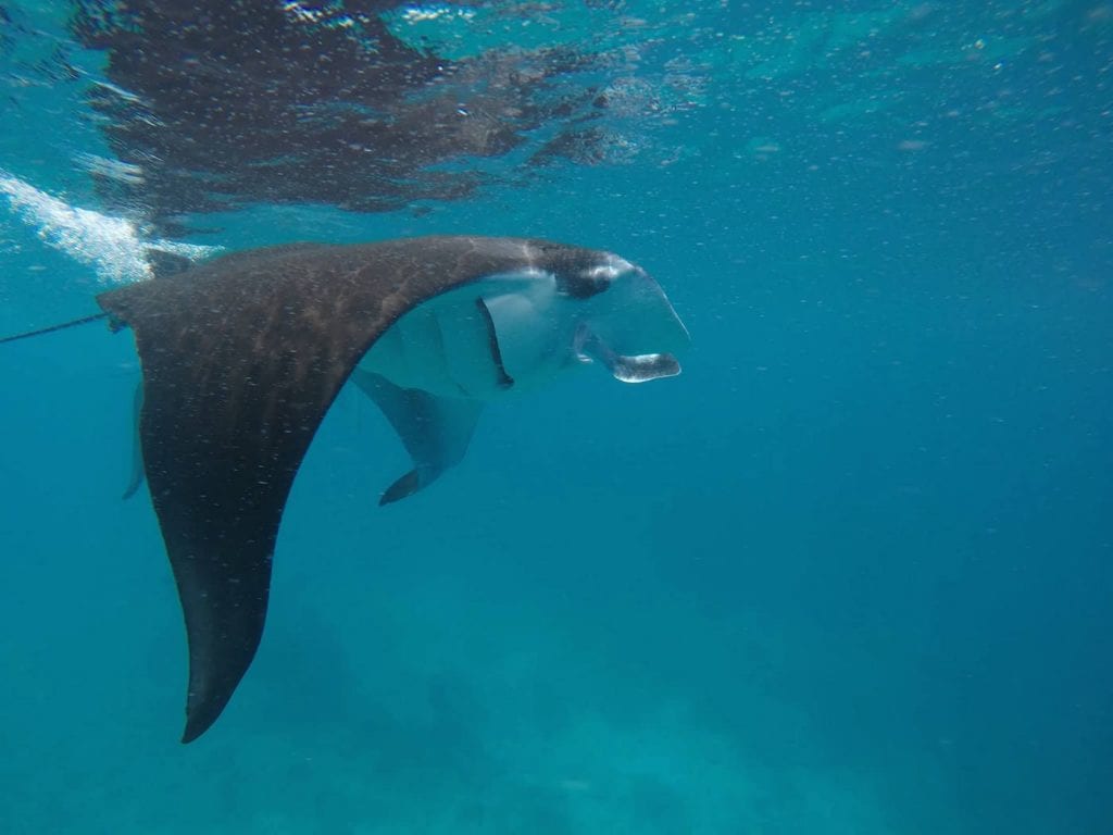 backpacken malediven snorkelen manta rog