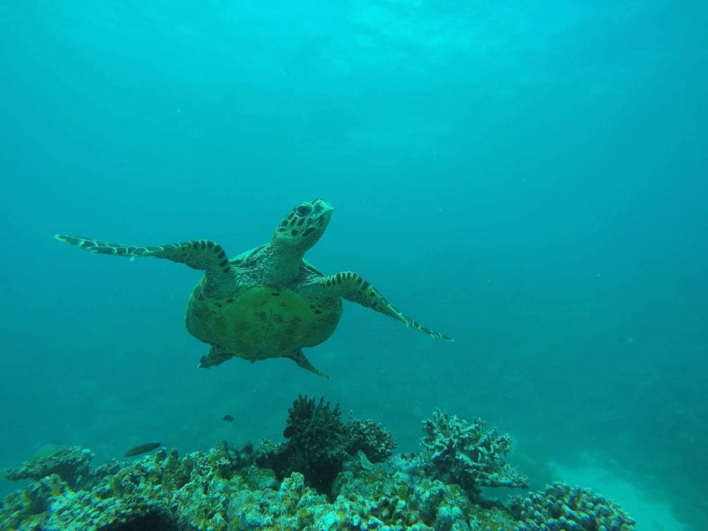 backpacken malediven snorkelen schildpad