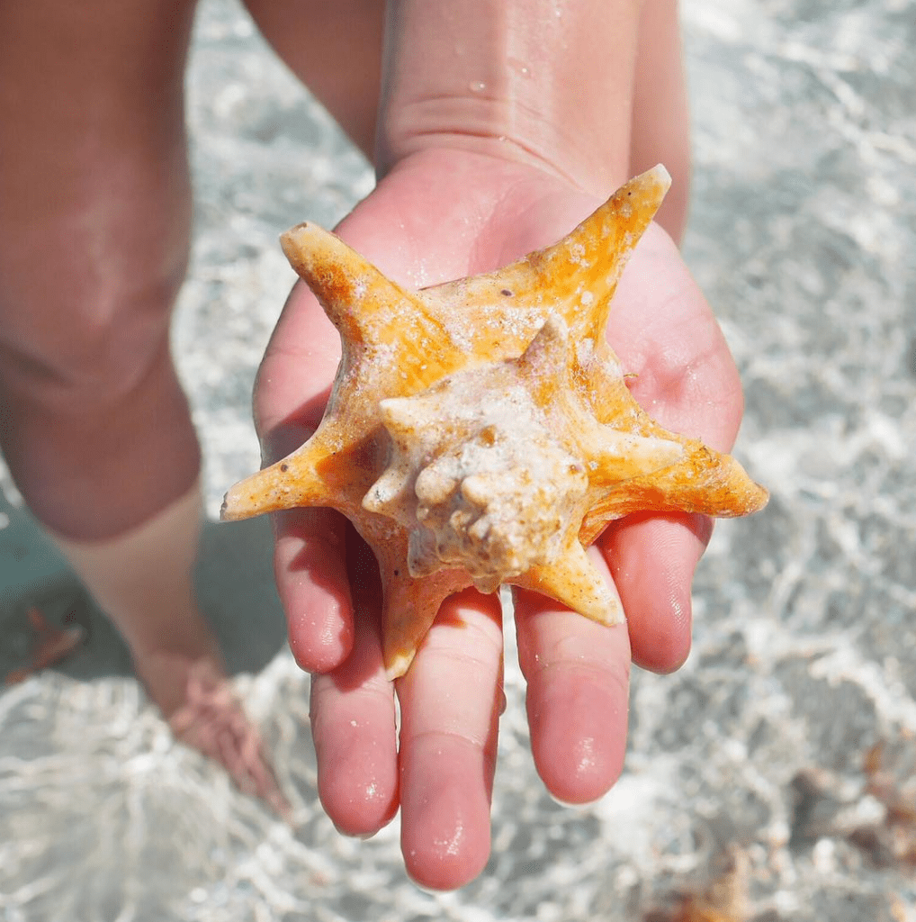 bahamas schelpen zee exumas