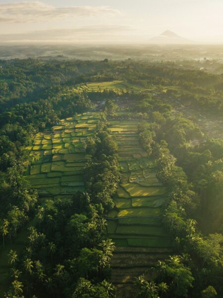 Aerial view of emerald terraced rice fields winding through a tropical valley with a distant hazy mountain on the horizon.