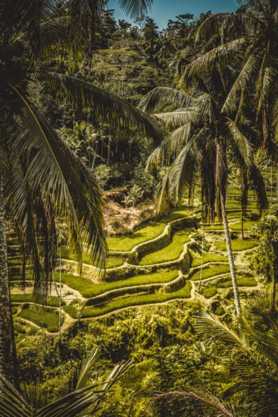 bali tegalalang rijstvelden-2