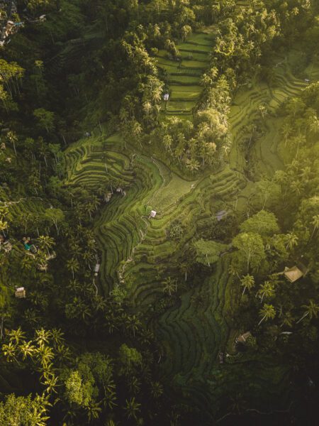 bali tegalalang rijstvelden