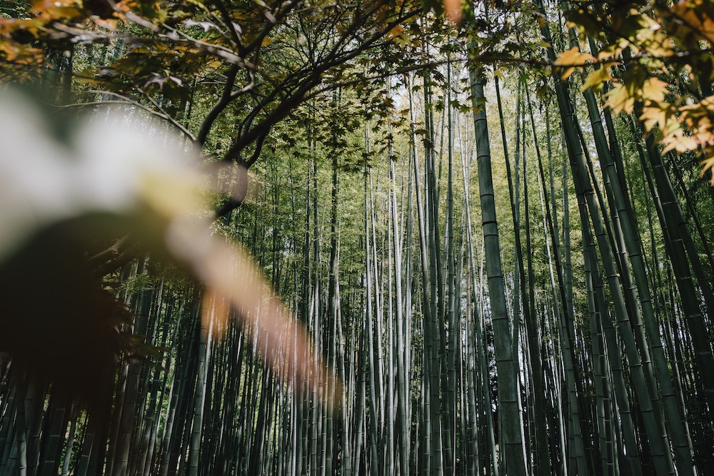 bamboo forest kamakura japan
