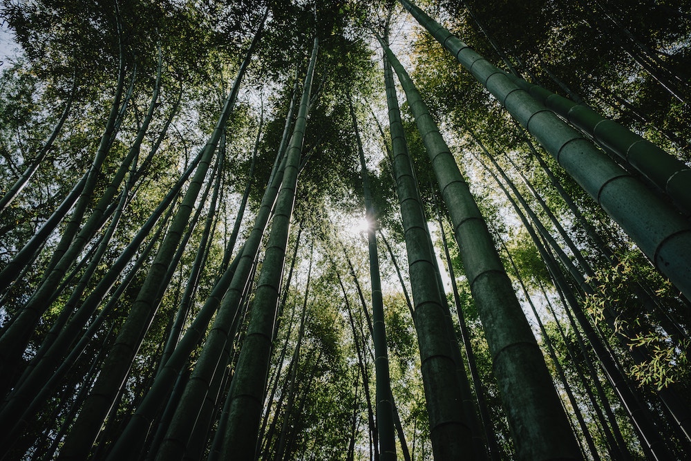 bamboo forest kamakura