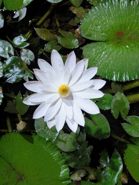 White water lily with a yellow center blooming among green lily pads on a pond surface