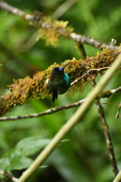 banos ecuador dieren