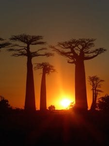 baobab bomen in madagascar zonsondergang