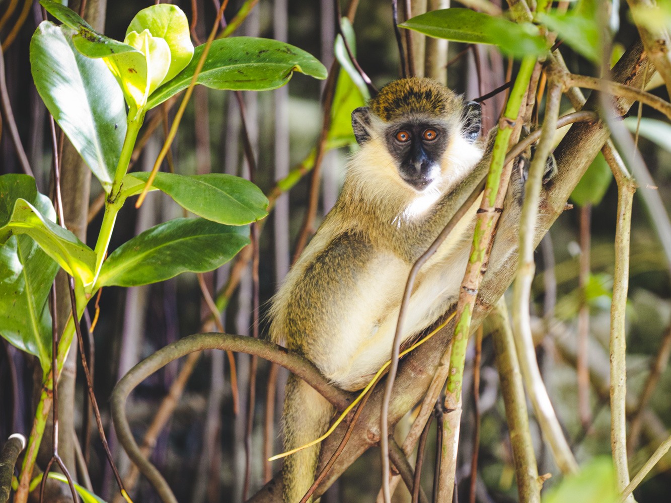 barbdos rondreis dieren