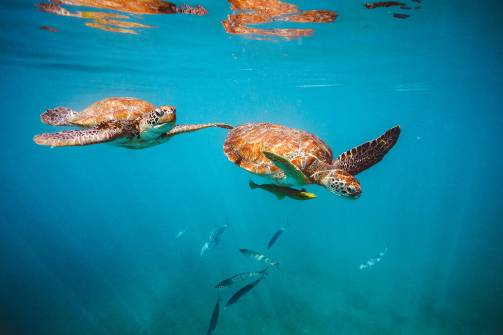 barbdos rondreis snorkelen