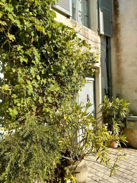 begroeiing, Ile de Ré