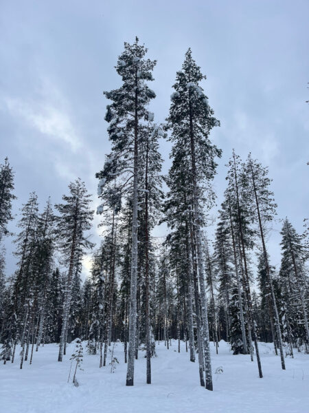 besneeuwde bomen Kuusamo