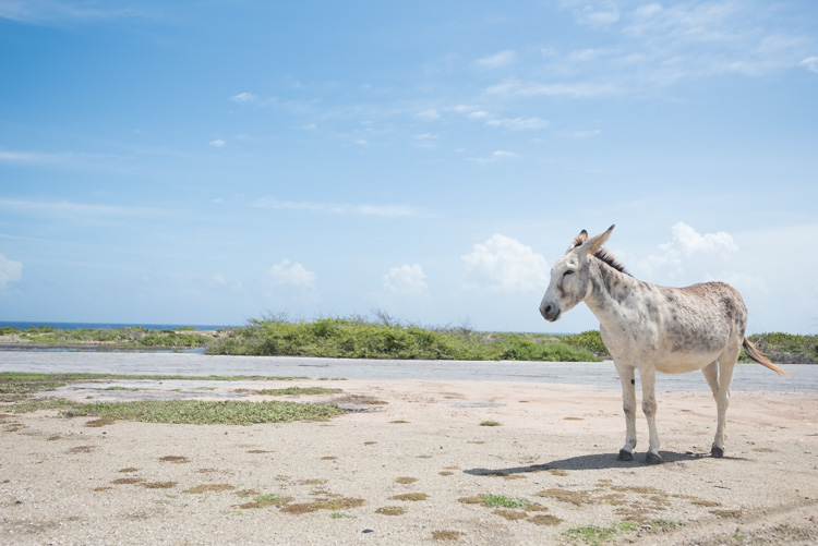 mooiste stranden Aruba ezels