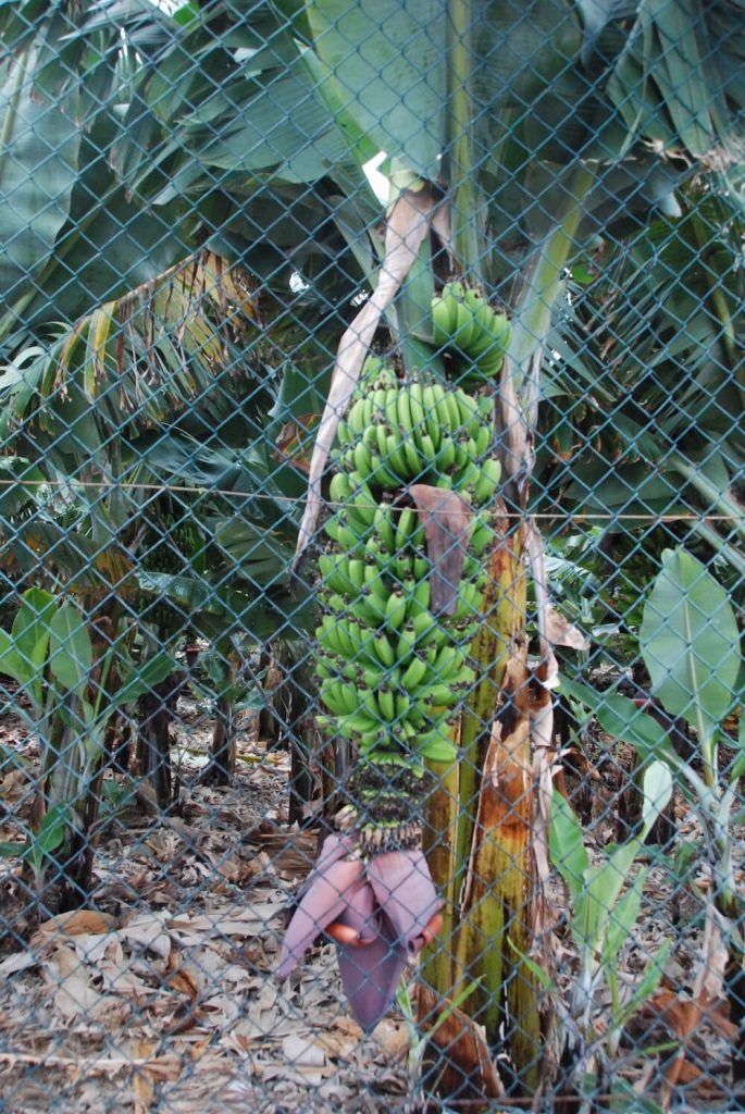 bezienswaardigheden tenerife bananenplantage
