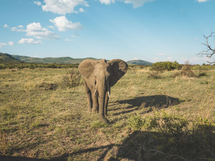 big five Pilanesberg olifant zuid afrika