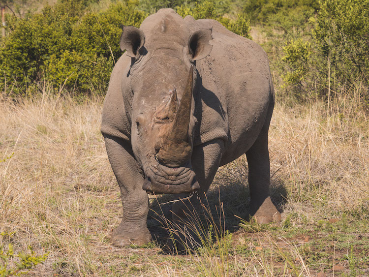 big five Pilanesberg zuid afrika neushoorn