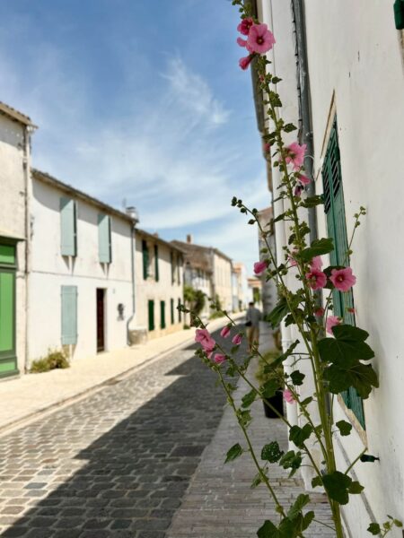 bloem in de straat, Ile de Ré