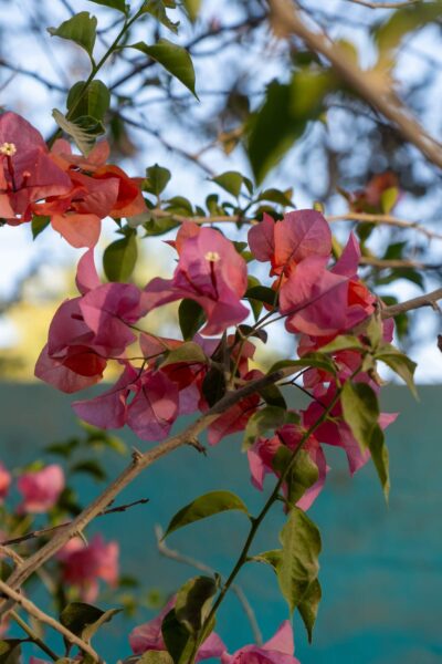 bloemen in Sayulita