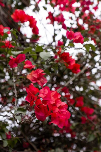 bloemen in copan ruinas