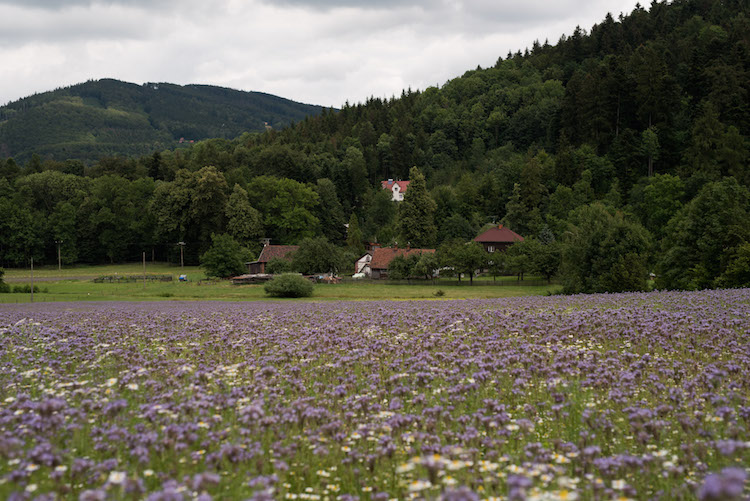 bloemenvelden tsjechië Beskydy Mountains