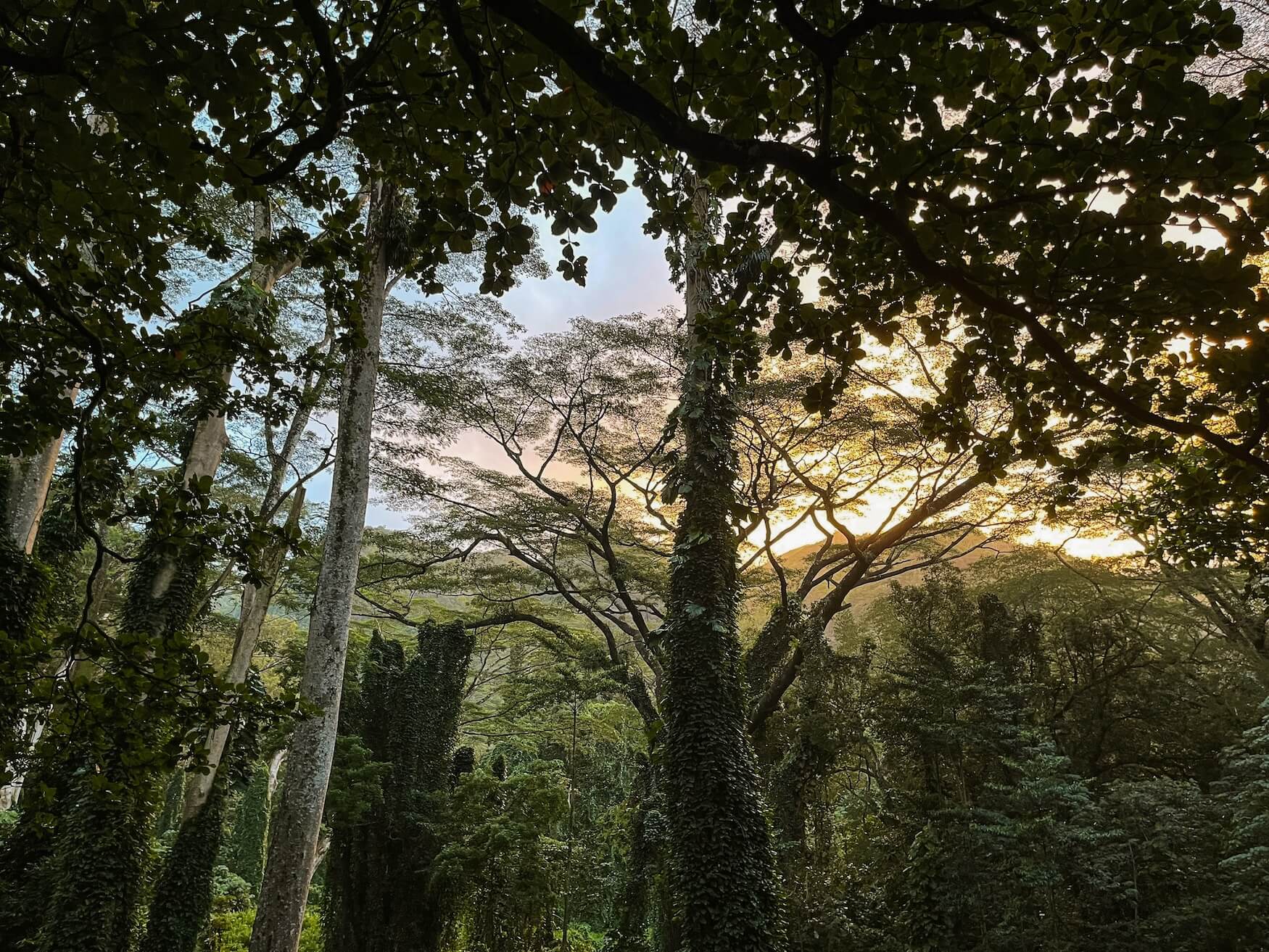 bomen in Manoa Valley