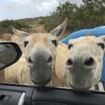 bonaire donkey sancturary vanuit de auto