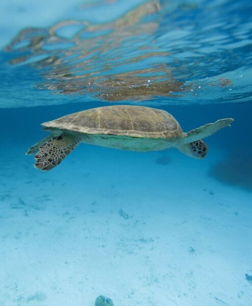 bonaire vakantie plannen