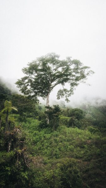 boom in de mist, Ciudad Perdida