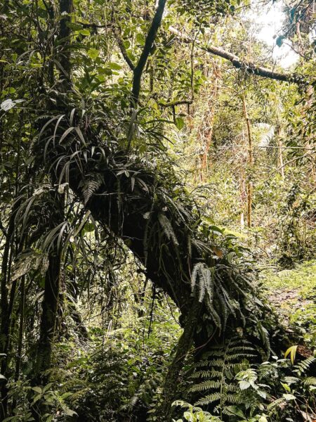 boom in jungle, El Pianista Trail