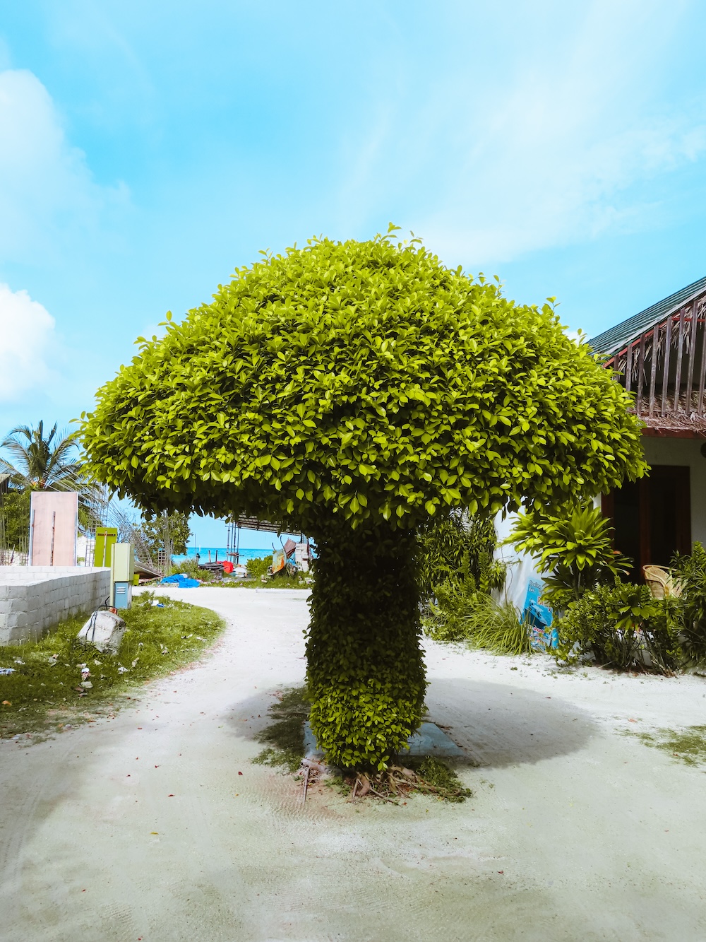boom op Dhiffushi