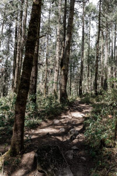 bospaadje vlinder sanctuary Mexico
