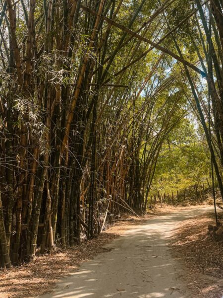 bospad Minca Colombia