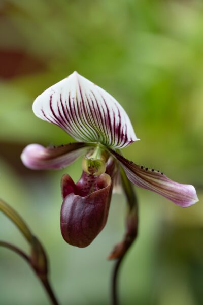 botanische tuin in kandy sri lanka