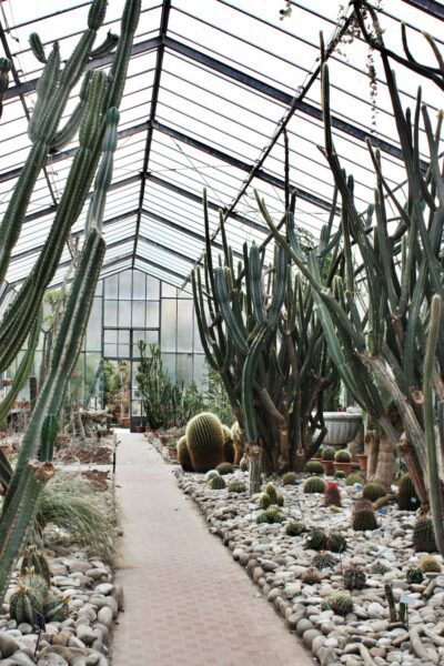 Inside a glass greenhouse with tall columnar cacti along a gravel path.