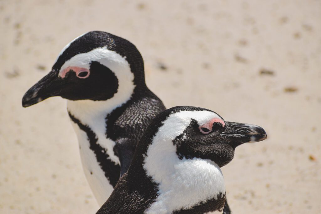 boulders beach kaapstad pinguins