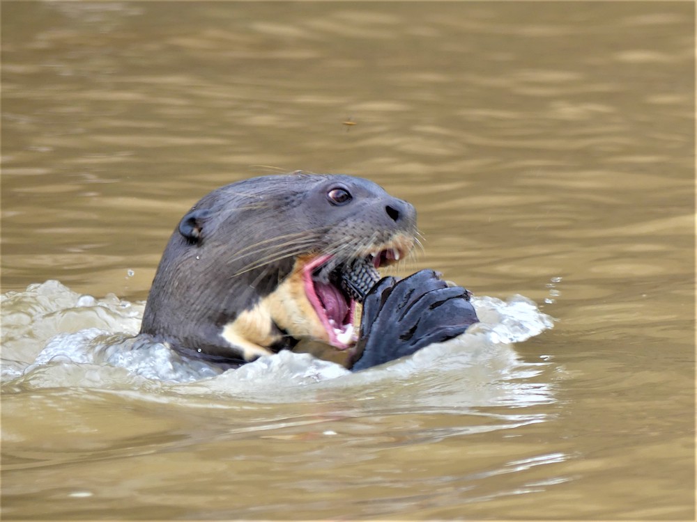 brazilie pantanal dieren
