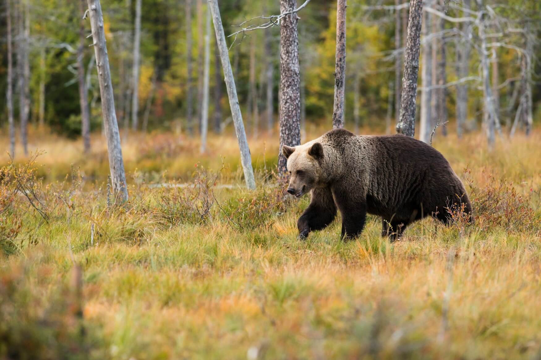bruine beer in natuur polen