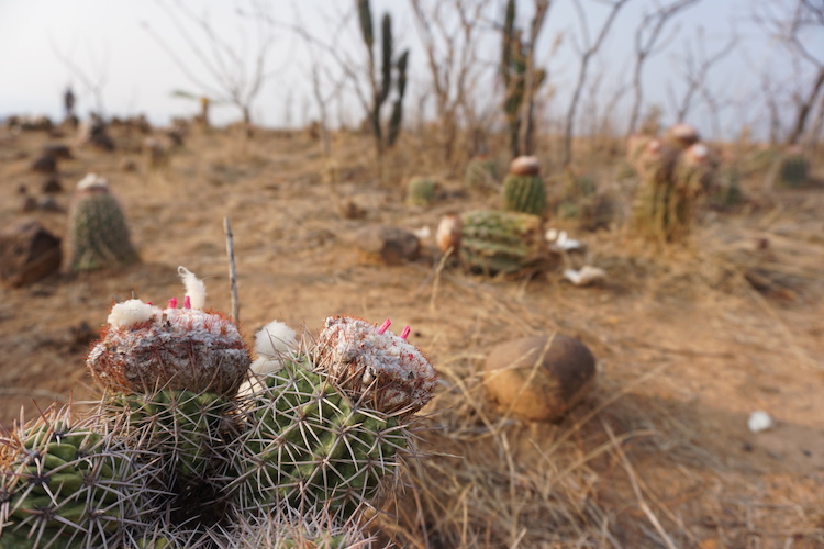 cactus mini tatacoa colombia