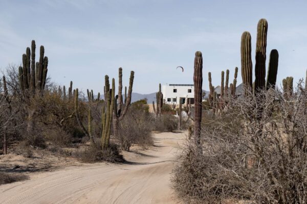 cactussen bij La Ventana
