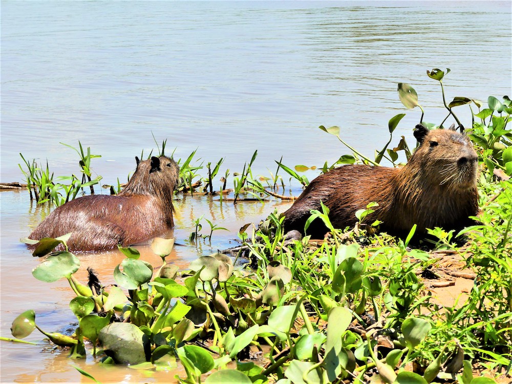 capibara pantanal brazilie