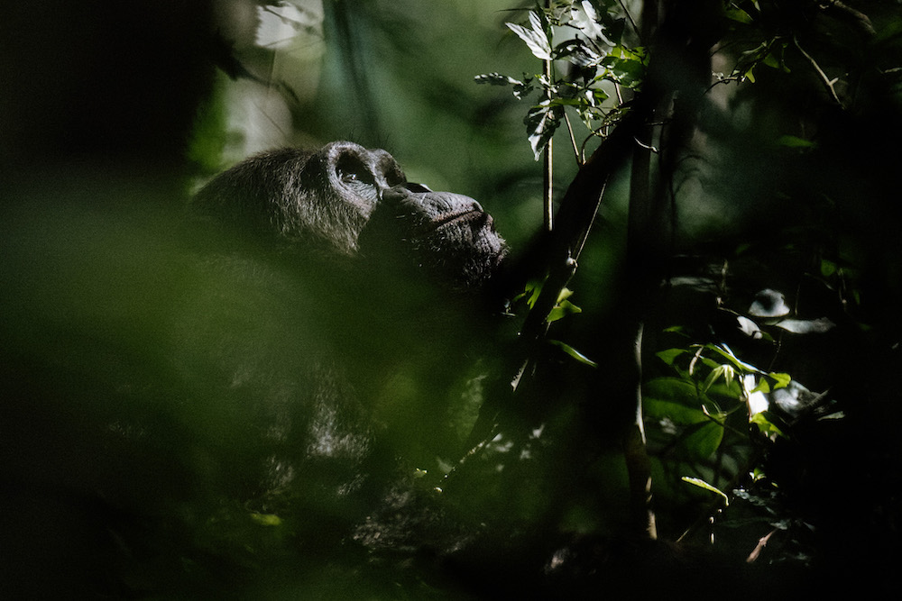 chimpansee zien rwanda