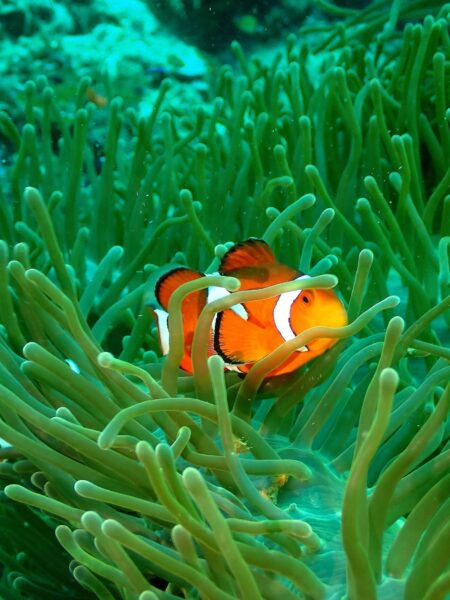 clownfish bij Southern Leyte