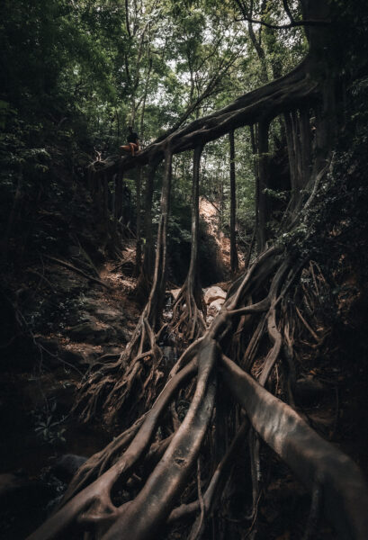 costa rica la fortuna jungle