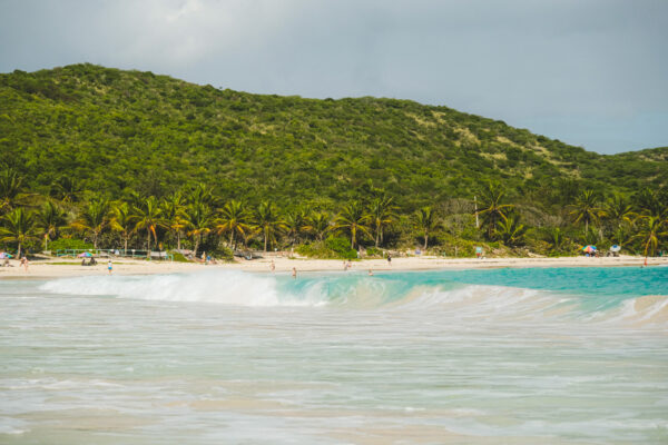 culebra puerto rico