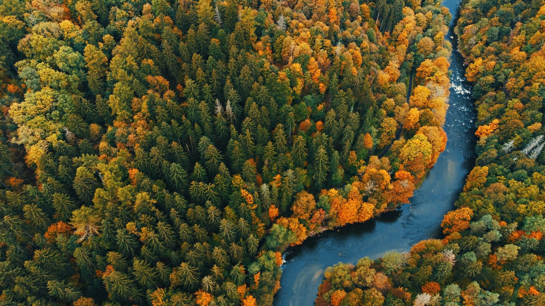 dennenbos in polen