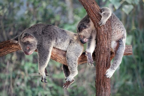 dieren australie