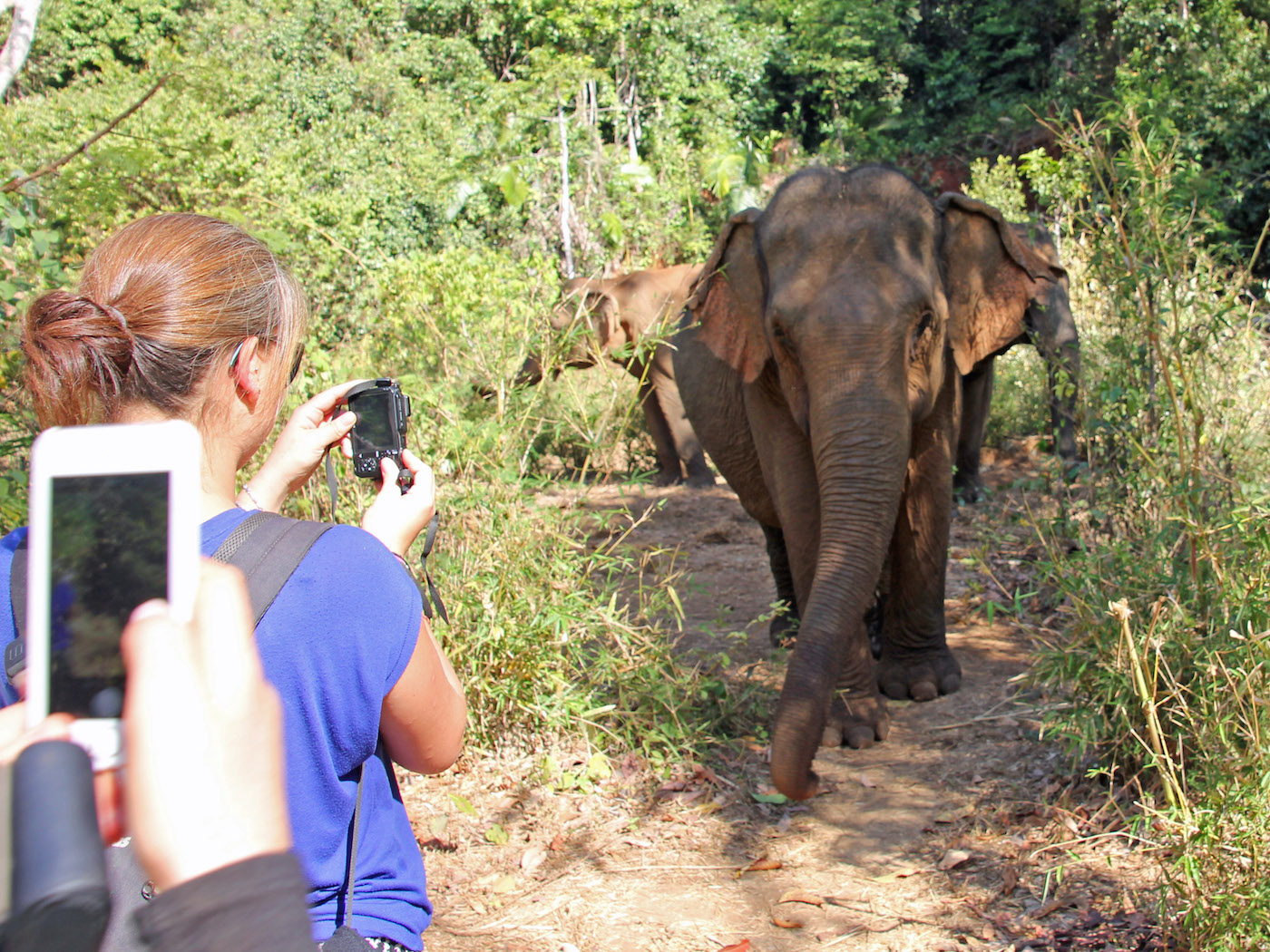 dieren excursies op reis Elephant Valley Project