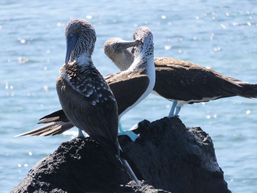 dieren galapagos blue footed booby